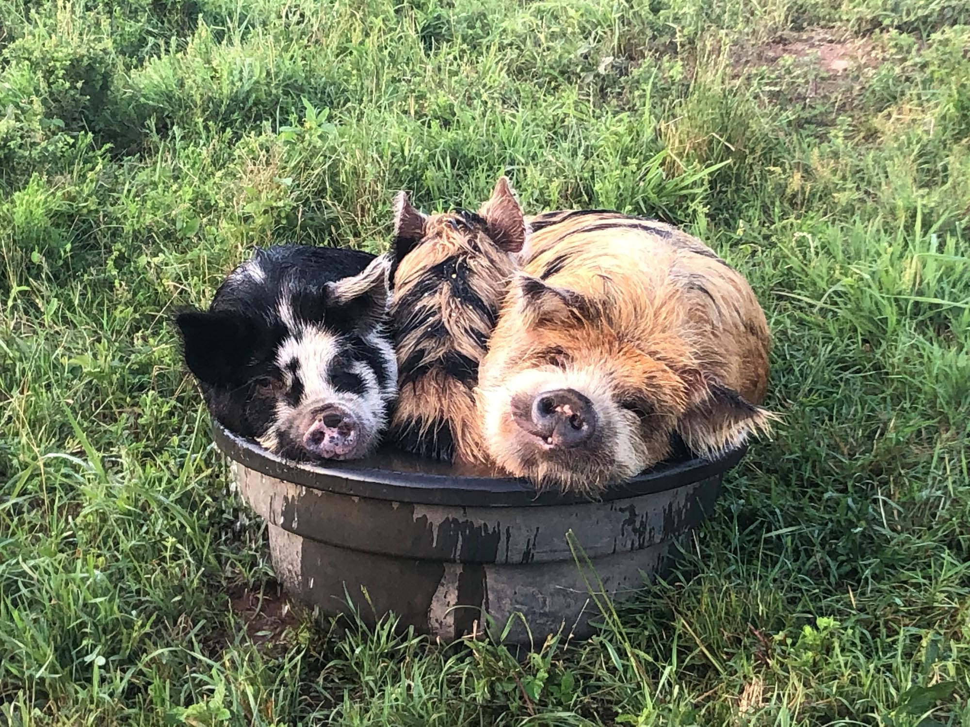 Kunekune in a bucket