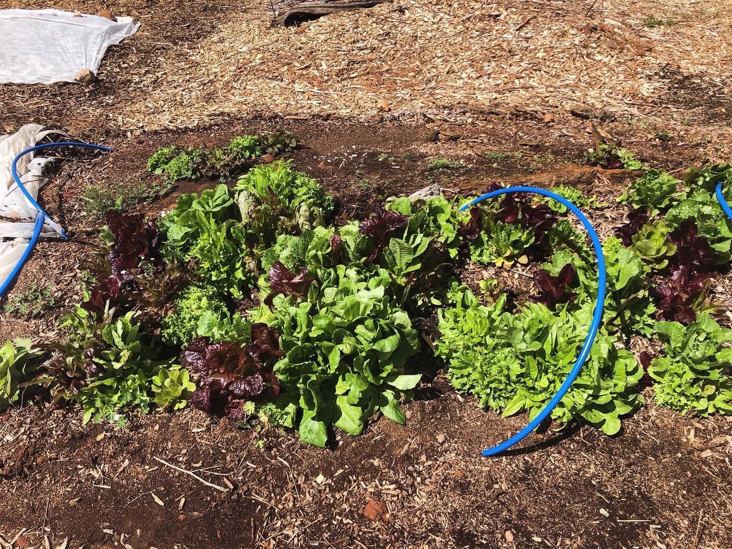 Overwintered lettuce